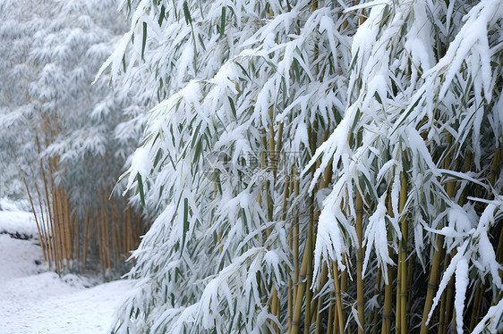 落满雪的竹林图片