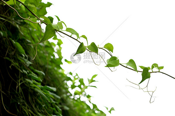 绿叶藤蔓攀爬者图片