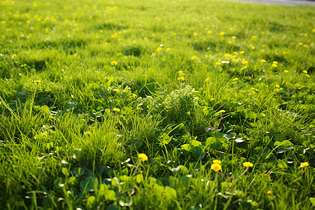 绿野碧空下的黄花图片