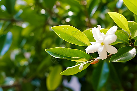 白花吐露蓝天洒落图片