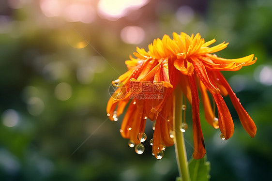 夏日花朵的水晶光芒图片