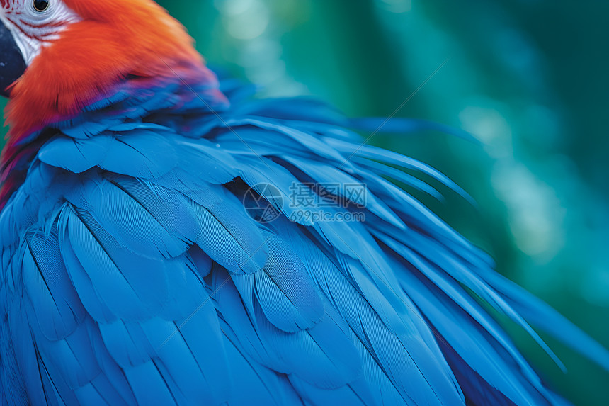 蓝色的彩色鸟图片