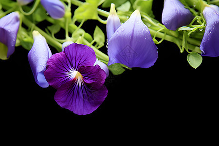 美丽的紫色花朵背景图片