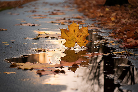 秋日落叶与积水背景图片