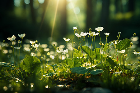 玫瑰水珠草地里的小白花背景