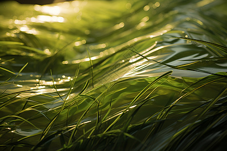 水里流动的草叶图片