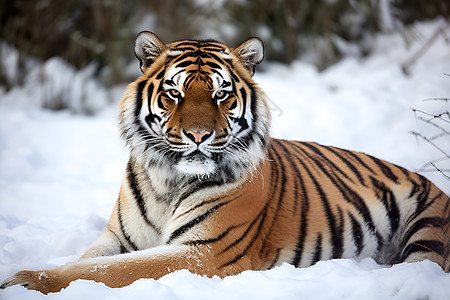 雪地中的老虎背景图片