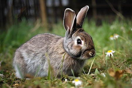 草地上野生的兔子背景图片