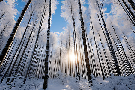 树林中的白雪图片