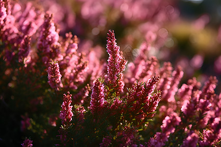 粉色野花背景背景图片