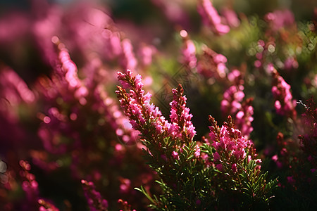 粉色花朵的灌木图片