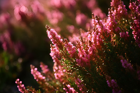 灿烂的粉色野花背景图片