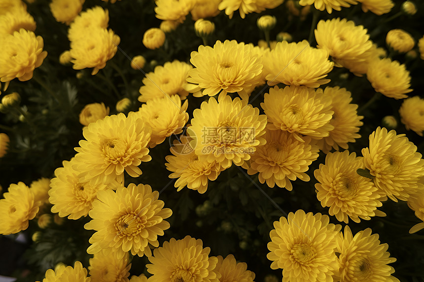 美丽菊花花瓣图片