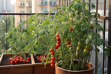 阳台上种植的番茄图片