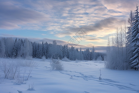 冬日白雪皑皑的森林图片