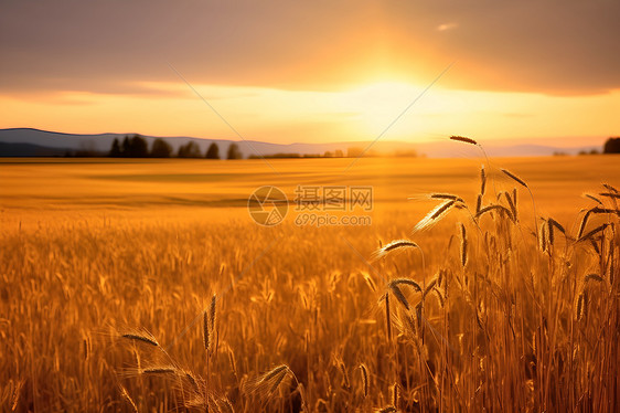 田野中的小麦图片