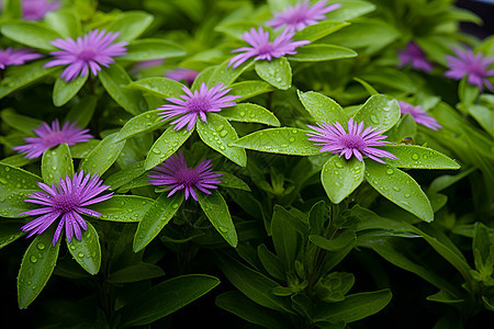 紫色的绿叶花朵图片
