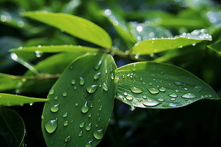 绿叶水珠绿叶上的水珠背景