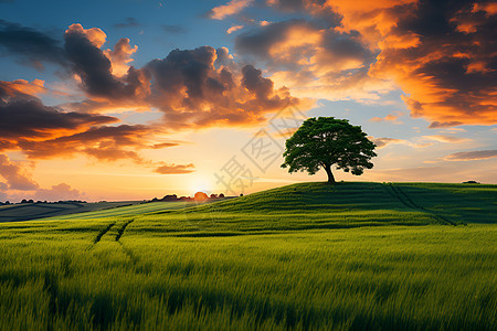 夕阳下的农业农田背景图片