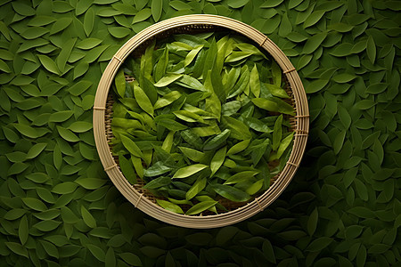 绿茶叶之美图片