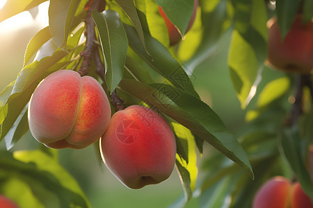 成熟的桃子背景图片