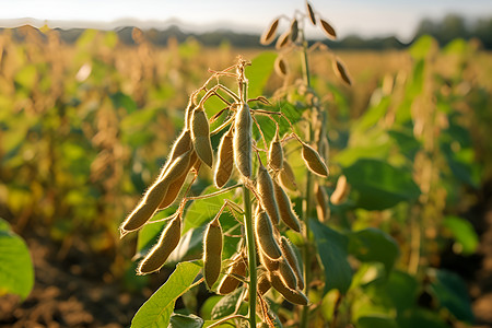 大豆农田农田里成熟的大豆背景