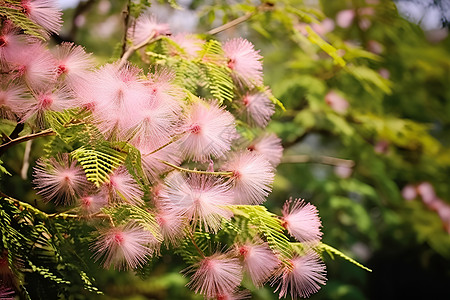 粉色花朵粉色毛绒绒的合欢花高清图片