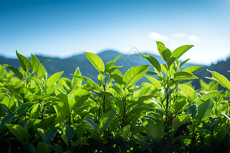 绿色的种植园背景图片