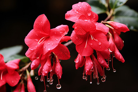 绽放的红花自然红花高清图片