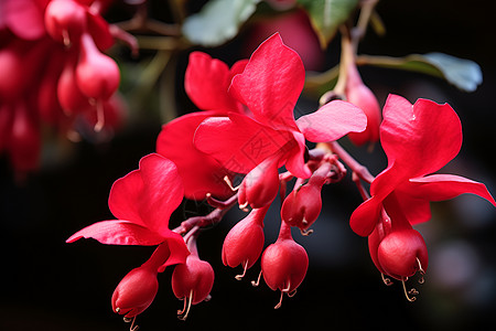 美丽红花自然红花高清图片