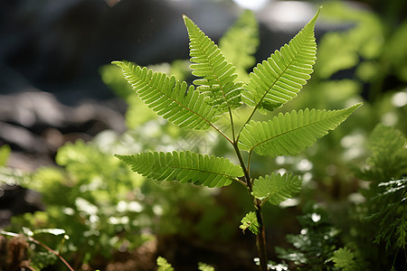 绿色植物图片