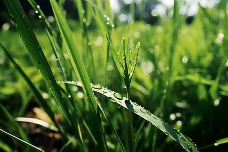 绿色清新清新绿意草上水滴背景