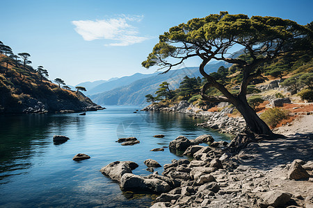 岩石树木的湖泊图片