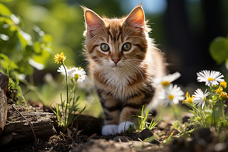 可爱的宠物小猫图片