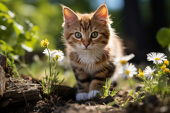 可爱的宠物小猫图片