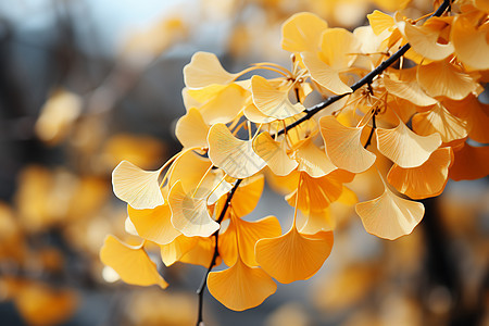 树枝上的金黄叶子图片