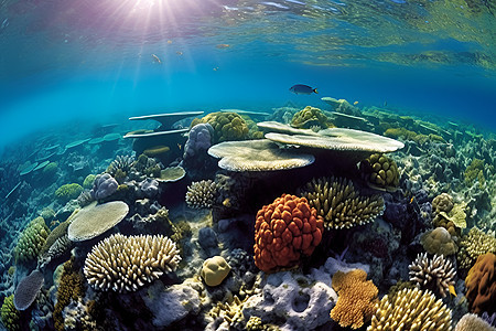 海底的大型珊瑚礁图片