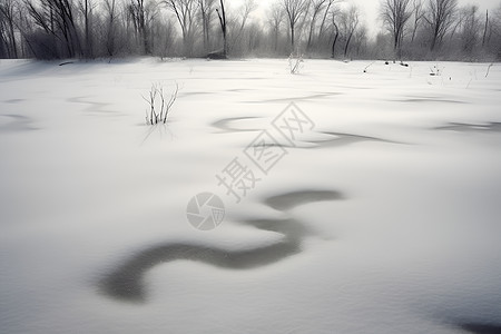 雪地上有一些树背景图片