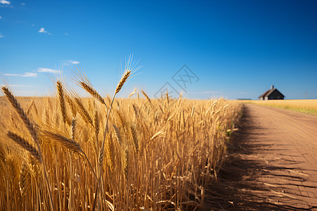 金黄色的麦田背景图片