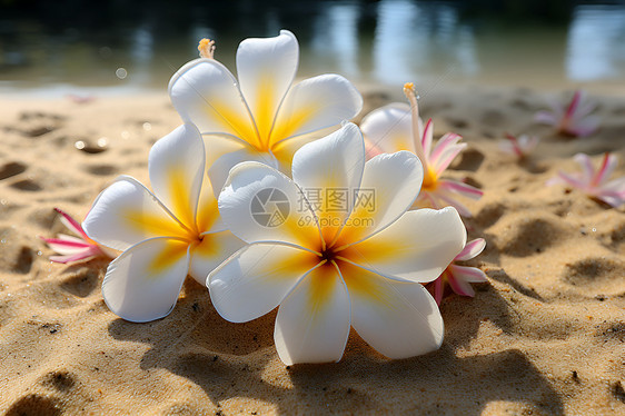 沙滩上的白色花朵图片