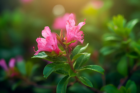 盛开的粉红花朵图片