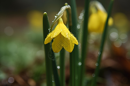 雨水滴在鲜花上图片