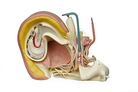 耳朵模型背景图片