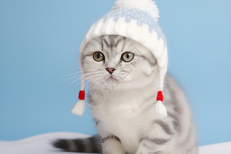 冬日的可爱猫咪图片