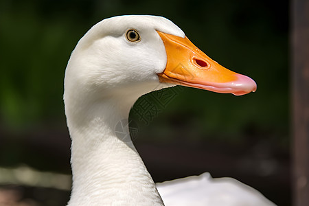 草地上的白色鸭子图片