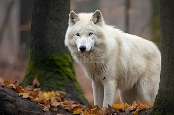 白狼独步林间图片