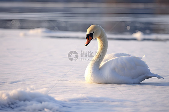 冰天雪地中的天鹅图片