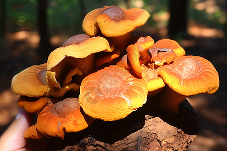 丰盛的美食采摘的新鲜菌菇背景