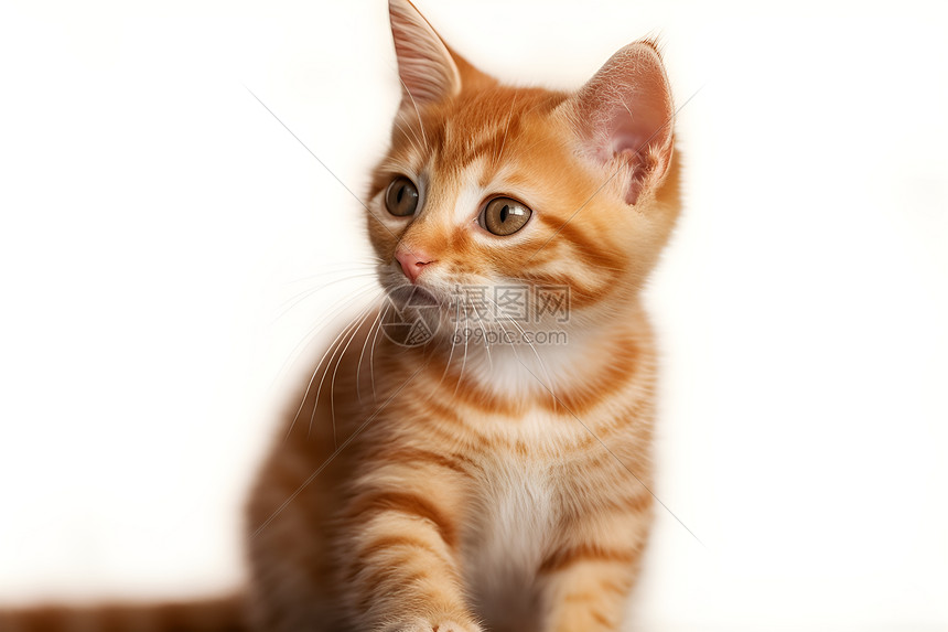 可爱的小橘猫高清图片下载-正版图片600900092-摄图网