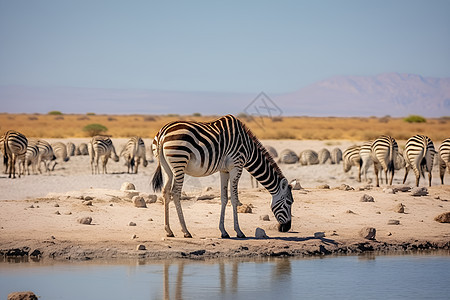 沙漠小溪里旁的斑马图片